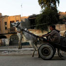 Iraq Is Flying - Jamal Penjweny (Iraq)